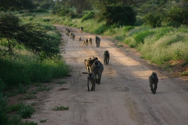 kenya 149